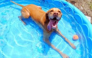 piscina-para-cachorro-rasa