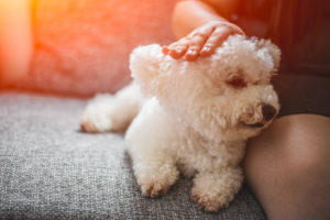 Purebred white Bichon Frise dog