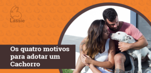 Os quatro motivos para adotar um Cachorro