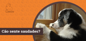 Cão com saudades