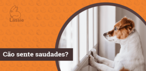 Cão com saudades, como amenizar?