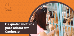 Os quatro motivos para adotar um Cachorro