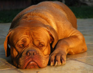 Dogue_de_Bordeaux