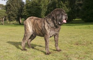 Mastiff-Inglês_665272123-768×493