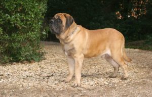 Mastiff-Inglês_665272180-768×491