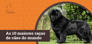 As 10 maiores raças de cães