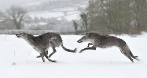 deerhound