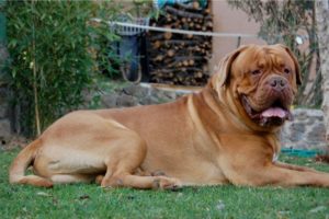 dogue de bordeaux