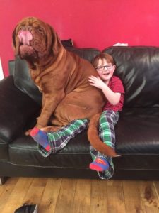 dogue de bourdeaux