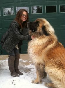 leonberger01