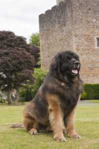 leonberger02