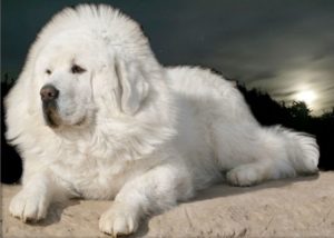 mastim tibetano