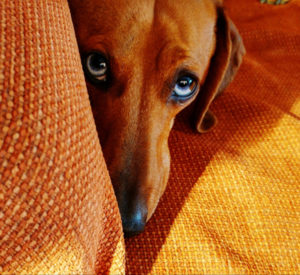 Close-Up Portrait Of Dog At Home
