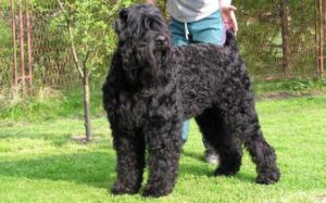 terrierpreto darussia