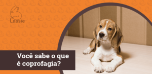 Você sabe o que é coprofagia?