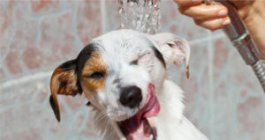 cesar-dog-bath