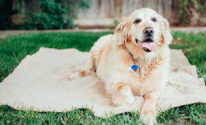 Problema Articular em Cachorros