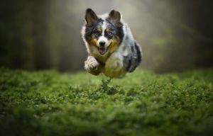 Articulações cães