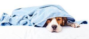 cachorro-doente-1