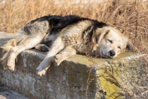 cachorro-doente