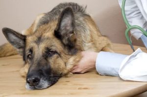 como-usar-o-cha-natural-para-tratar-cachorros-doentes