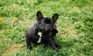 Dermatite Canina