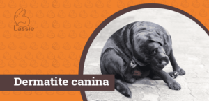 Dermatite Canina