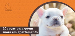 10 cachorros ideais para quem mora em apartamento