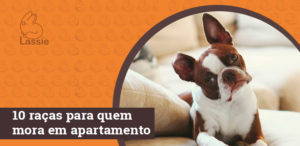 Blog-lassie-raças-cachorro-apartamento