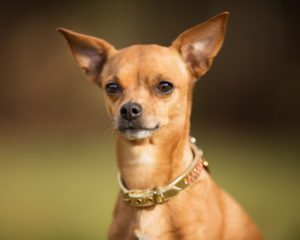 Lassie Pinscher