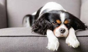 Lassie_Cavalier_King_Charles_Spaniel