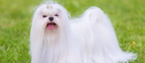 Lassie_Maltes