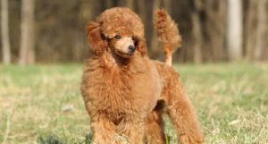 Lassie_Toy-Poodle