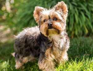 Lassie_Yorkshire-Terrier