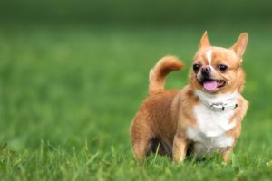 Lassie_chihuahua