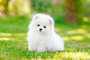 Lassie_spitz_alemão