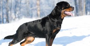 Rottweiler-e1534276834369