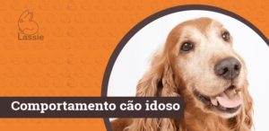 Comportamento dos cães idosos