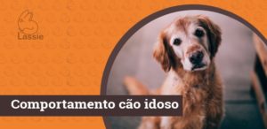 Comportamento dos cães idosos