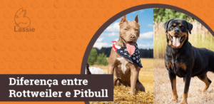 Diferença entre Rottweiler e Pit Bull Terrier Americano