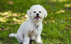 lassie Bichon-Frise