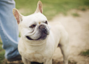 lassie Buldogue Francês
