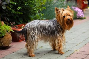 lassie Yorshire Terrier