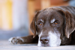 The dog sleeps sad waiting in front of the house. Straight looking face. Pets concept.