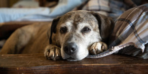 old-dog-today-main-190625_f5d00385fdc328d1ac98ac057e00b1fe