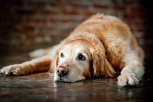 old_dog