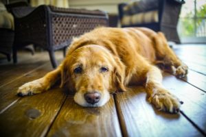 old_dog_peeing_in_house_x3
