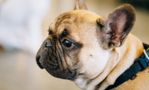 Saiba tudo sobre a raça Buldog Francês