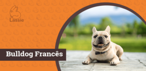 Bulldog Francês