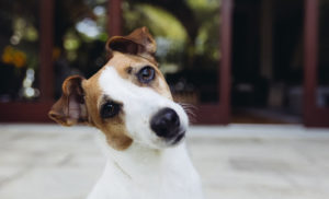 Porque o cão inclina a cabeça?